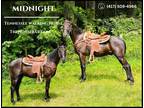 Meet Midnight Black Tennessee Walking Horse Gelding - Available on