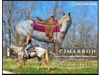 Meet Cimarron Red Roan Appaloosa Gelding - Available on [url removed]