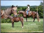Meet Candi Chocolate Rocky Mountain Mare - Available on [url removed]