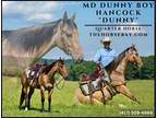 Meet Dunny Dun Roan AQHA Gelding - Available on [url removed]