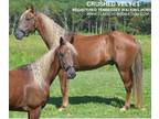 Trail Deluxe Registered Tennessee Walking Horse