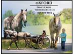 Meet Oxford Red Roan Brabant Gelding - Available on [url removed]