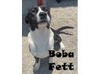 Adopt BOBA FETT a Australian Shepherd, Bullmastiff