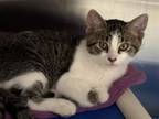 Adopt AKSEL a Domestic Short Hair