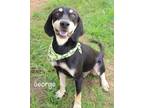 Adopt George a Hound