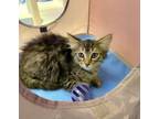 Adopt M. Watson a Domestic Long Hair