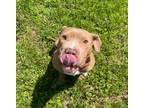 Adopt Gibson a Pit Bull Terrier