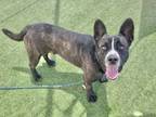 Adopt WALNUT a Pit Bull Terrier, Dutch Shepherd
