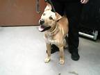 Adopt CHECKERS a Pit Bull Terrier, Shar-Pei