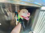Adopt SOLOMON a Staffordshire Bull Terrier, Mixed Breed