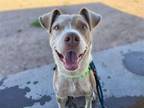 Adopt WATNEY* a Pit Bull Terrier, Australian Cattle Dog / Blue Heeler