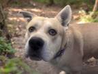 Adopt CEREAL MILK* a Labrador Retriever