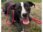 Adopt MARCO a Pit Bull Terrier, Mixed Breed