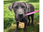 Adopt MILO* a Labrador Retriever, Weimaraner