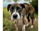 Adopt BRONSON* a Hound, Plott Hound