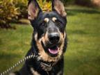 Adopt FUJI* a German Shepherd Dog