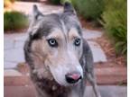 Adopt SHILOH a Husky