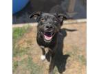 Adopt DEADPOOL a Pit Bull Terrier, Australian Cattle Dog / Blue Heeler