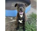 Adopt MAX a Pit Bull Terrier, Mixed Breed
