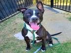 Adopt WESTMAN a American Staffordshire Terrier, Mixed Breed