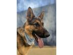 Adopt WOODY a German Shepherd Dog