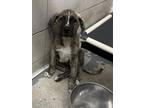 Adopt THEON a Labrador Retriever, Mixed Breed