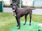 Adopt MIHU a Great Dane, Mixed Breed