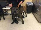 Adopt Dog a Mastiff, Mixed Breed