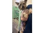 Adopt A691250 a Yorkshire Terrier, Mixed Breed
