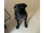 Adopt MUSCLE MAN a Cane Corso