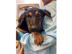 Adopt A690381 a German Shepherd Dog