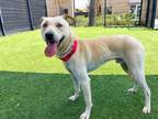 Adopt GARY a Jindo, Mixed Breed