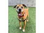 Adopt BORG a Rhodesian Ridgeback, Labrador Retriever