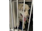 Adopt DANNY a Labrador Retriever