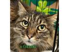 Adopt MEMO a Domestic Long Hair