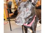 Adopt GUSTAV a Labrador Retriever, Mixed Breed