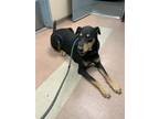 Adopt DUKE a Doberman Pinscher