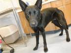 Adopt SPAMASUBI a German Shepherd Dog
