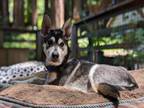 Adopt ZACK* a Siberian Husky, German Shepherd Dog
