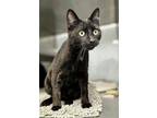 Adopt BOMBAY a Domestic Short Hair