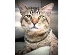 Adopt HECTOR* a Domestic Medium Hair