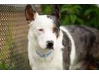 Adopt SKULLET a Australian Shepherd, Siberian Husky