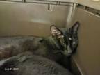 Adopt PANTHER a Domestic Short Hair