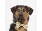 Adopt BUKI a Rottweiler