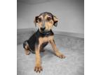 Adopt TEDDY a German Shepherd Dog, Mixed Breed