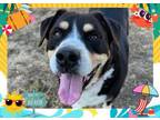 Adopt BERNIE a Labrador Retriever, Mixed Breed