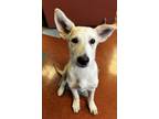 Adopt FERRIS a Siberian Husky, Mixed Breed