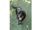 Adopt BO a Labrador Retriever, Poodle