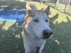 Adopt CHASE a Husky