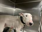 Adopt COCO a Bull Terrier